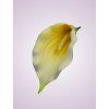 LY9904 kalia yellow