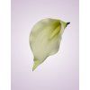 LY9904 kalia white green