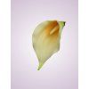 LY9904 kalia cream peach