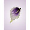LY9904 kalia lilac