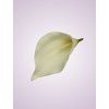 LY9904 kalia pure white