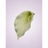 LY9901 kalia white cream