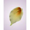 LY9901 kalia cream peach