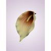 LY9901 kalia cream brown