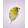 LY9901 kalia yellow