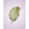 LY9901 kala pure white