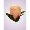 LY9907 ruža pink