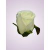 LY9907 ruža cream
