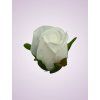 LY9907 ruža white