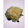 LY9905 ruža dk cream 9868