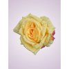 MP217192H ruža peach yellow