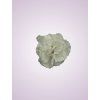 MP216438 karafiát pure white