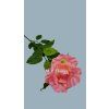 JJ015133 ruza pink
