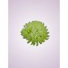 LS0063 Chryzantéma mini lt green