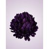 LVD2017 Chryzantéma purple