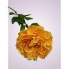 GK001 pivonia kus YELLOW