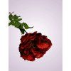 GK001 pivonia kus RED