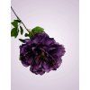 GK001 pivonia kus PURPLE