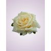 LY2401S ruža dk cream