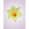 MP223327 ľalia lt yellow