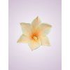 MP223327 ľalia lt peach