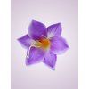 MP223327 ľalia lavender