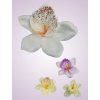 W017 orchidea