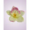 W017 orchidea new creampink