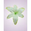 1160 34 ľalia cream green