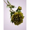 F19468 2 pivonia kus green aut