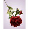 F19468 2 pivonia kus red aut