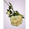 F19468 2 pivonia kus cream aut