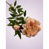 F19468 2 pivonia kus peach