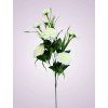 MP2357 karafiat trs cream 1