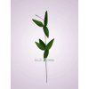FX19305 stonka narcis