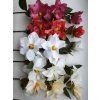 Magnolia saten 93 cm Farby