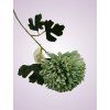 HM80680 chryzantéma mint