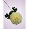 HM80680 chryzantéma cream