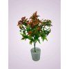 H22366P kytica pvc brown