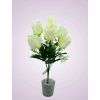 HS23209 kytica tulipan krem