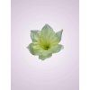 KW001 narcis krem