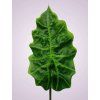 LIU196 list ALOCASIA