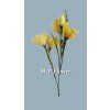MEL068255 lt yellow
