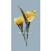 MEL068255 yellow