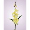 MP17170 gladiola yellow 1