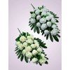 MP223108 kytica ruza