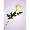 RH9909 ruza kus. krem