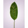 TC000013 list PVC DIFENBACHIA