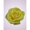 MP216434 ruža yellow