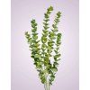 EUKALYPTUS Y201124 LT GREEN